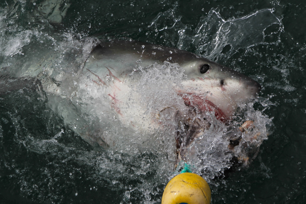 Mergulho com Tubarão Branco na África do Sul