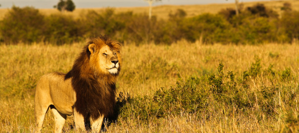 Leão em Masai Mara